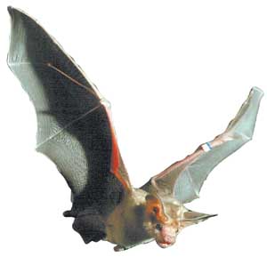 bat.jpg